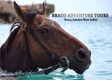 Braco Stables Horseback Ride n' Swim logo